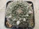 Mammillaria heyderi   Muehlenpf.1848