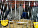 DSCN5215