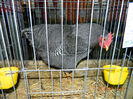 DSCN5222