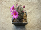 Mammillaria hutchisoniana subsp. louisae (G.E. Linds.) D.R. Hunt 1997
