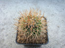 Mammillaria ingens Backeb. 1942