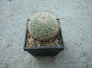 Mammillaria irregularis DC. 1829