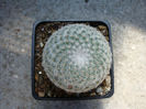 Mammillaria iversiana    (denumire ne recunoscuta)