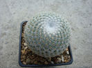 Mammillaria iversiana   (denumire ne recunoscuta)