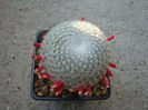 Mammillaria iversiana (denumire ne recunoscuta)