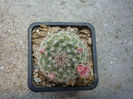 Mammillaria johnstonii  (Britton & Rose) Orcutt 1926
