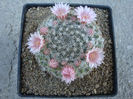 Mammillaria johnstonii (Britton & Rose) Orcutt 1922