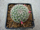 Mammillaria johnstonii (Britton & Rose) Orcutt 1926