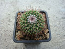 Mammillaria karwinskiana     Mart.1835