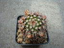 Mammillaria karwinskiana    Mart.1835