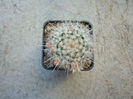 Mammillaria karwinskiana subsp. nejapensis (R.T. Craig & E.Y. Dawson) D.R. Hunt 1997