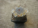 Mammillaria knipelliana  Quehl 1907