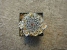Mammillaria knipelliana Quehl 1907