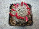 Mammillaria kunzeana Boed. & Quehl 1912