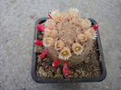 Mammillaria lasiacantha Engelm.1856