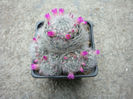 Mammillaria laui subsp. dasyacantha        (D.R. Hunt) D.R. Hunt 1997