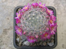 Mammillaria laui subsp. dasyacantha       (D.R. Hunt) D.R. Hunt 1997