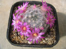 Mammillaria laui subsp. dasyacantha      (D.R. Hunt) D.R. Hunt 1997