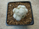 Mammillaria lenta    K. Brandegee 1904