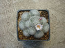Mammillaria lenta   K. Brandegee 1904