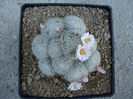 Mammillaria lenta K. Brandegee 1904
