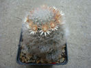 Mammillaria longicoma     (Britton & Rose) A.Berger 1929