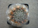 Mammillaria longicoma    (Britton & Rose) A.Berger 1929