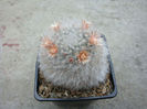 Mammillaria longicoma   (Britton & Rose) A.Berger 1929