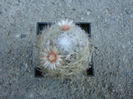 Mammillaria longicoma (Britton & Rose) A. Berger1929