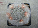 Mammillaria longicoma (Britton & Rose) A.Berger 1929