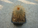 Mammillaria magnifica F.G. Buchenau 1967