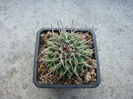 Mammillaria magnimamma        Haw.1824