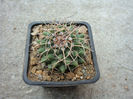 Mammillaria magnimamma      Haw.1824