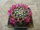 Mammillaria magnimamma    Haw.1824