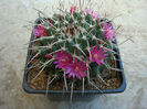 Mammillaria magnimamma   Haw.1824