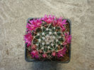 Mammillaria magnimamma  Haw.1824