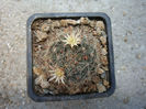 Mammillaria marnieriana  Backeb.1952