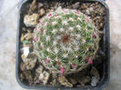 Mammillaria matudae   Bravo 1956