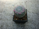 Mammillaria mendeliana    (Bravo) Werderm.1931