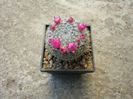 Mammillaria mendeliana  (Bravo) Werderm.1931