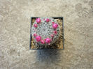 Mammillaria mendeliana (Bravo) Werderm.1931