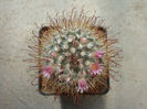 Mammillaria moelleriana     Boed.1924
