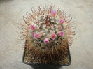 Mammillaria moelleriana    Boed.1924