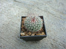 Mammillaria montensis  R.T.Craig 1945