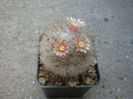 Mammillaria multihamata  Boed 1915