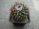 Mammillaria mystax