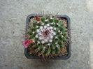 Mammillaria mystax