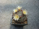 Mammillaria nana    Backeb. 1963