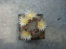 Mammillaria nana   Backeb. 1963