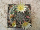 Mammillaria nana  Backeb. 1963